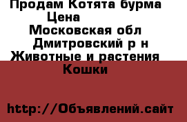 Продам Котята бурма › Цена ­ 16 000 - Московская обл., Дмитровский р-н Животные и растения » Кошки   